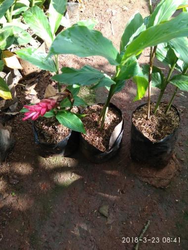 tanaman onje hias/onje merah /pohon kecombrang hias