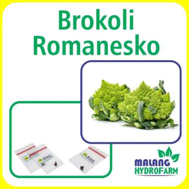 Benih Brokoli Romanesko Unggulan Berkualitas bibit biji repack sayuran sayur romanesco bunga kol rom