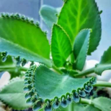 Tanaman Herbal Daun Cocor Bebek Suru Bebek Murah Ekonomis - Dewasa Dewasa