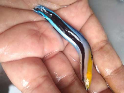 Keling Dokter - Ikan Hias Aquarium Air Laut