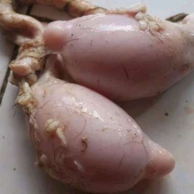 Daging Torpedo/Telor Kambing 1 Pasang 2 Telor Fresh