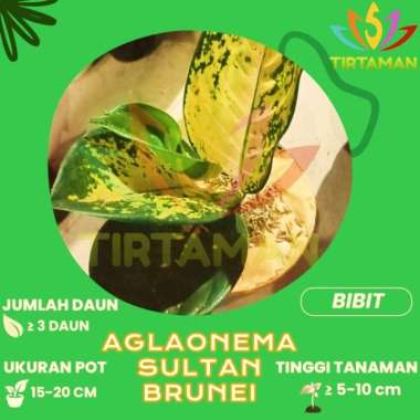 Aglonema Sultan Brunei / Aglaonema Sp Kuning Emas Multivariasi Multicolor