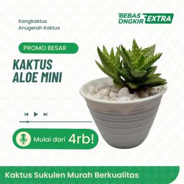 Kaktus dan sukulen murah | Tanaman hias - Dekorasi kamar | A33 Jade Plant