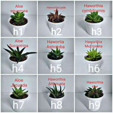 Kaktus dan sukulen murah | Tanaman hias - Dekorasi kamar | A16 Tanaman saja