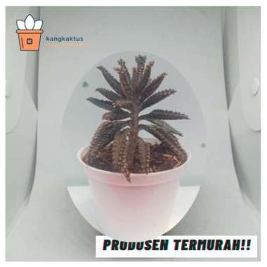 Kaktus dan sukulen murah | Tanaman hias - Dekorasi kamar | A30 Jade Plant