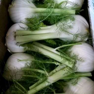 Fennel - Adas Australia