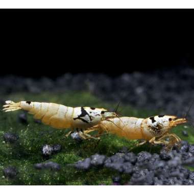 Udang Hias Merah Aquascape Black Mosura Caridina