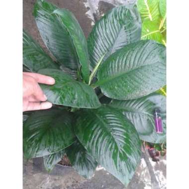 Tanaman Hias Sepatu Filum Bangkok L