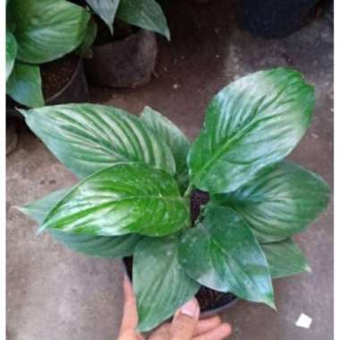 Tanaman Hias Sepatu Filum Bangkok M