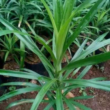 Tanaman Hias Daun Suji belut -- Pohon Suji