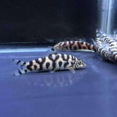 ikan hias botia india