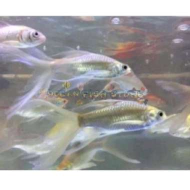 kaviat slayer size 18-20 cm