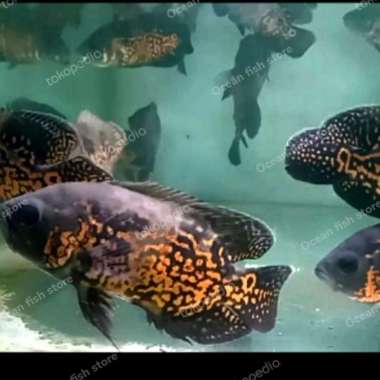 oscar tiger GM batik hitam