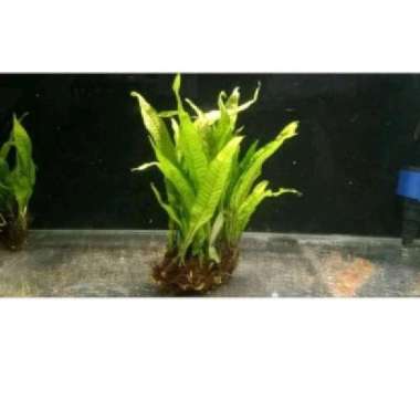 tanaman kadaka aquascape hiasan aquarium