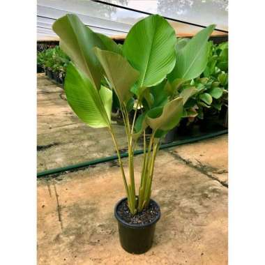 Tanaman Hias Calathea Luthea Tinggi 70cm - Pisang Kipas Pisang Pisangan