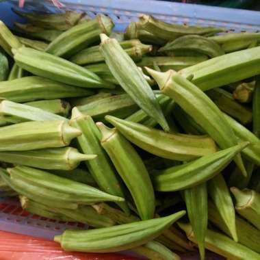 sayuran okra okra 250
