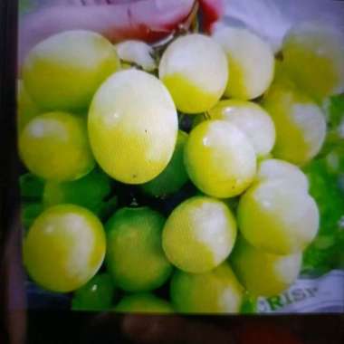 anggur hijau USA autumn green crispy seedless 500gr