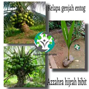 AZZAHRA HIJRAH BIBIT TANAMAN KELAPA GENJAH ENTOG/BIBIT TANAMAN BUAH KELAPA HIBRIDA