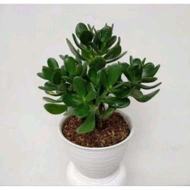 Tanaman Hias Jade Plant Dolar - Tanaman Indoor