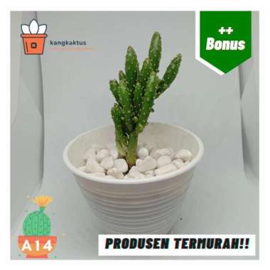 Kaktus dan sukulen murah | Tanaman hias - Dekorasi kamar | A14 Tanaman saja