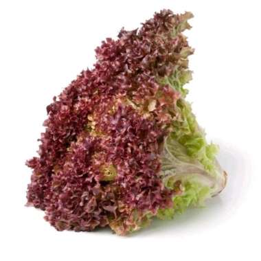 Selada Keriting Merah/Red Lettuce/Lollorosa 250gr