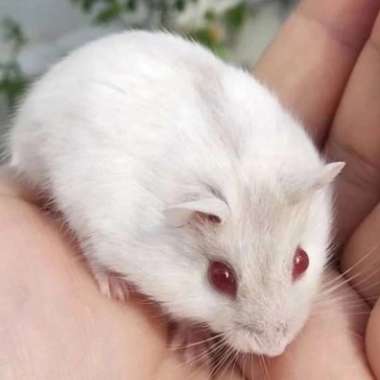 Hamster Winter White Pearl Red Eye