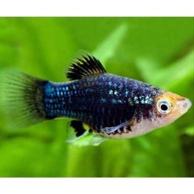 ikan hias platy german