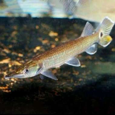 ikan hujeta gar