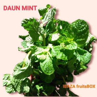 Pepermint Daun Mint Segar