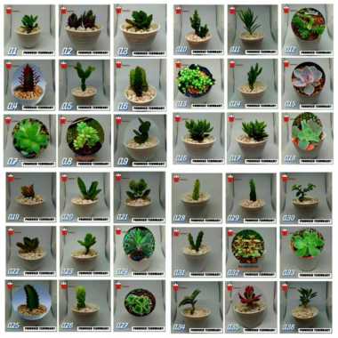 Kaktus dan sukulen murah | Tanaman hias - Dekorasi kamar | A40 Tanaman saja