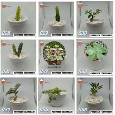 Kaktus dan sukulen murah | Tanaman hias - Dekorasi kamar | A17 Tanaman saja