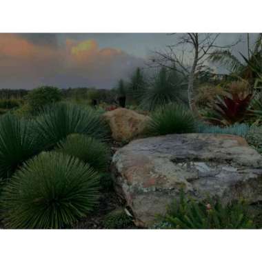 Tanaman Agave gemini flora