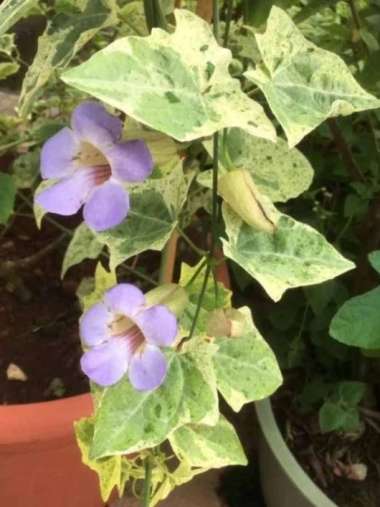 Thunbergia Variegata - Tanaman Hias Merambat dengan Daun Unik