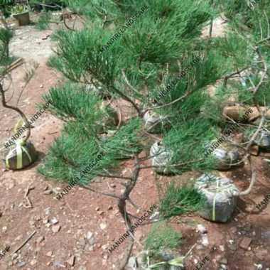 Bibit Cemara Udang / Pohon Cemara Udang