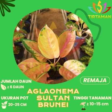 Aglonema Sultan Brunei / Aglaonema Sp Kuning Emas Baru M