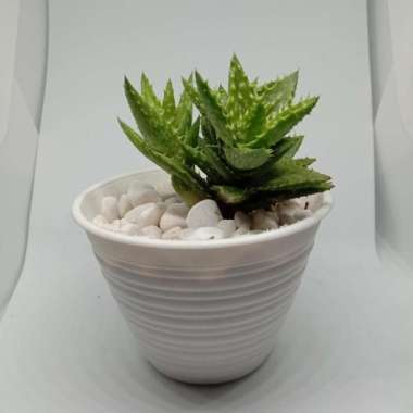 Sekulen kaktus mini hias murah PAKET KAKTUS