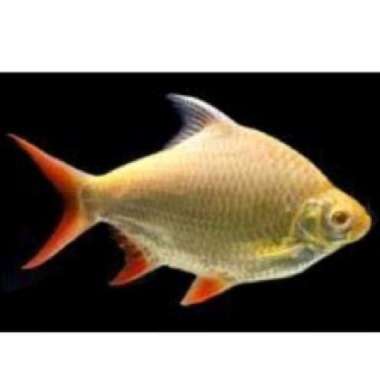 ikan kaviat albino 8-12 cm