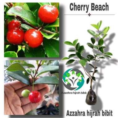 Azzahra hijrah bibit bibit tanaman buah cherry beach/bibit ceri beach/bibit Beach Cherry