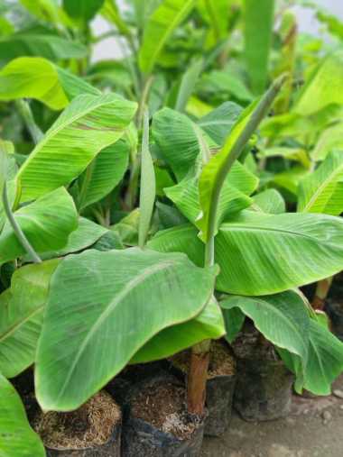 Bibit Tanaman Pisang Tanduk Kualitas Super Harga Grosir