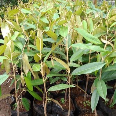 Bibit Durian Bawor Cepat Berbuah | Pembibitan duren bawor okulasi | pohon durian unggul MURAH