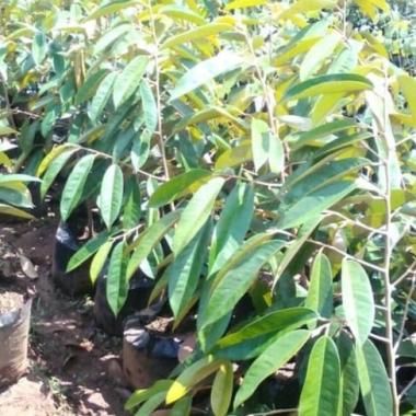 Bibit Durian Bawor Cepat Berbuah | Pembibitan duren bawor okulasi | pohon durian unggul 1 GRATIS 1