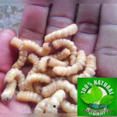 ulat bambu umpan mancing 50 ekor