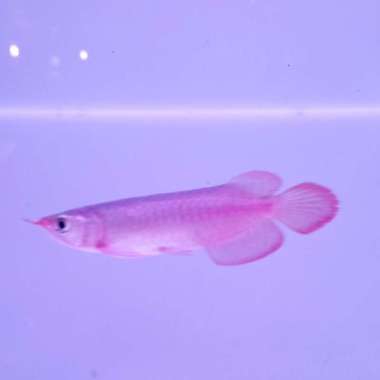 Jual Ikan Arwana Super Red Anakan Original Murah - Harga Diskon April
