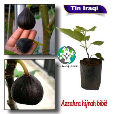Azzahra hijrah bibit tanaman buah Tin Iraqi/bibit tin hitam/bibit tanaman cangkok