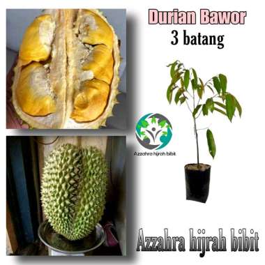 Azzahra hijrah bibit paket murah bibit durian bawor 3 batang/bibit tanaman durian jumbo/bibit tanama