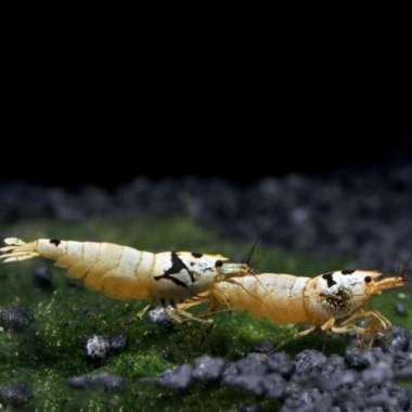 Udang Hias Merah Aquascape Black Mosura Caridina