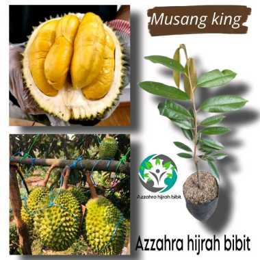 Azzahra hijrah bibit tanaman durian MUSANGKING ASLI/bibit tanaman buah durian MUSANGKING/bibit duria