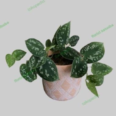 Scindapsus Pictus Argyraeus Tanaman Indoor