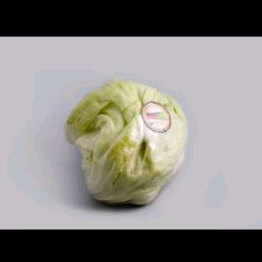 Lettuce Head Organik Curah 1 kg
