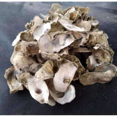 kerang oyster media filter aquarium